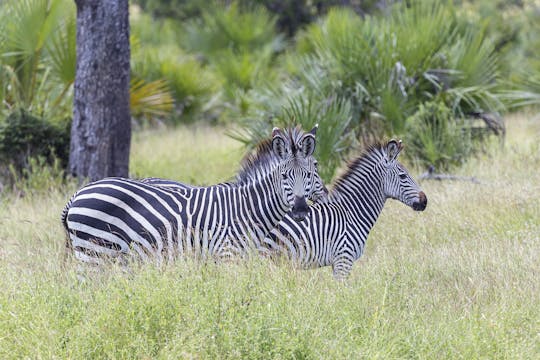 Selous Game Reserve 2-day superior safari