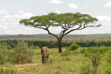 Safari de 2 jours dans le parc national de Tarangire au départ d’Arusha