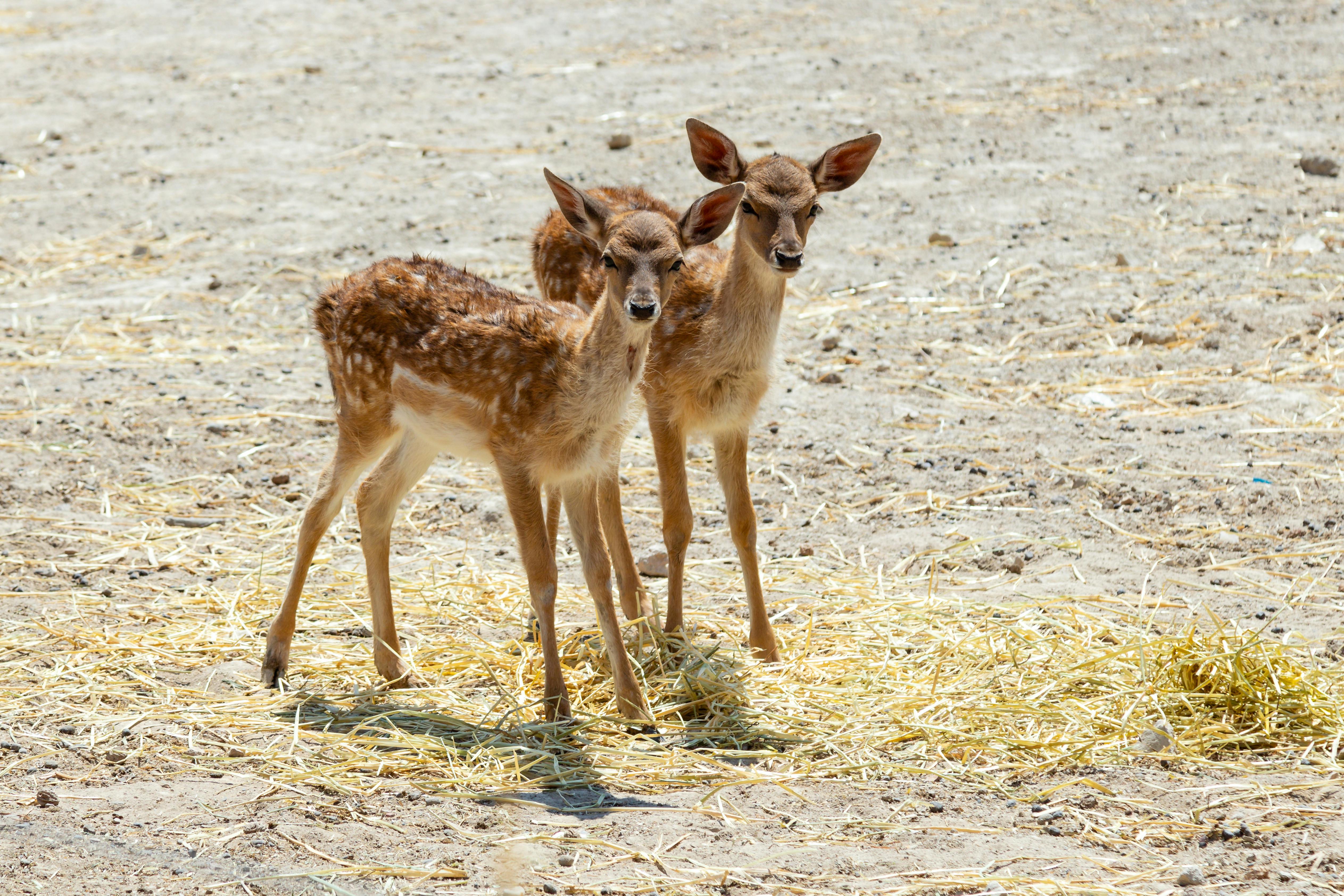 Barcelona Zoo mit Zeit zur freien Verfügung in Barcelona
