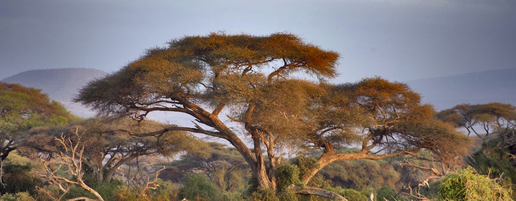 Safari de 2 jours au parc national du lac Manyara au départ d'Arusha