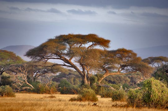 Lake Manyara National Park 2-daagse safari vanuit Arusha