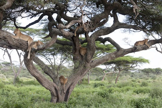 Serengeti National Park 3-daagse standaard safari vanuit Arusha