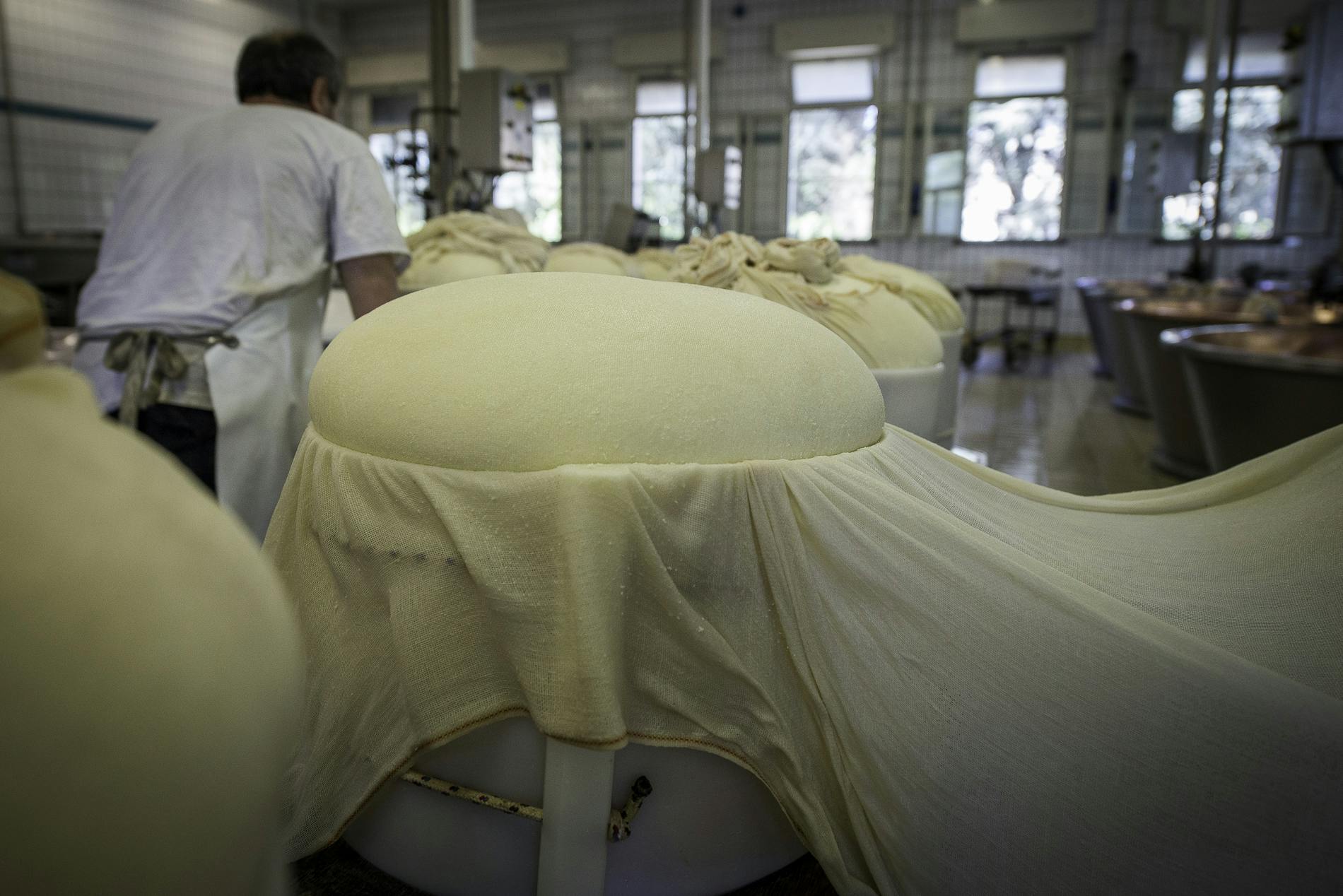 Visita à fábrica de queijo Parmigiano Reggiano e degustação em Reggio Emilia