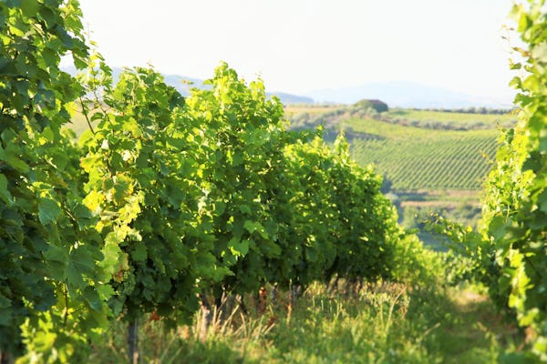 Visita privada aos vinhos do Vale do Douro