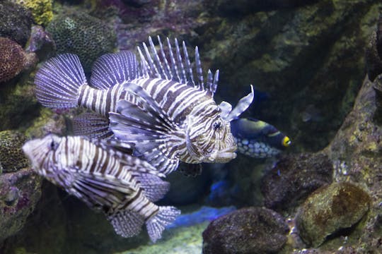 Aquarium Roquetas de Mar