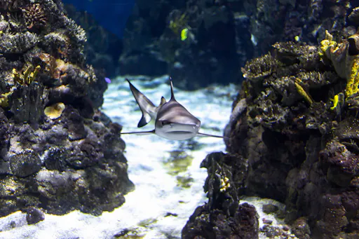 Aquarium Roquetas de Mar