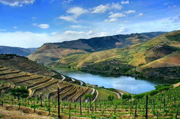 Excursão diurna ao Vale do Douro saindo do Porto com almoço, degustação de vinhos e cruzeiro