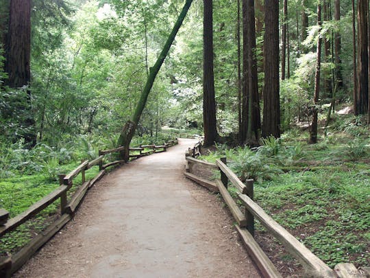 Tour California Redwoods con ingresso all'Acquario della Baia