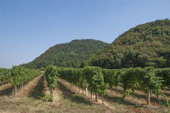 Degustazione di vini della Franciacorta e tour di shopping