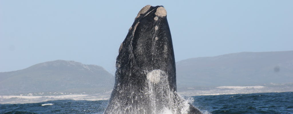 Dyer Island Marine Big 5 boat tour from Cape Town