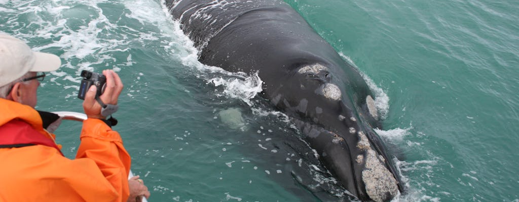 Dyer Island Marine Big 5 boottocht vanuit Hermanus