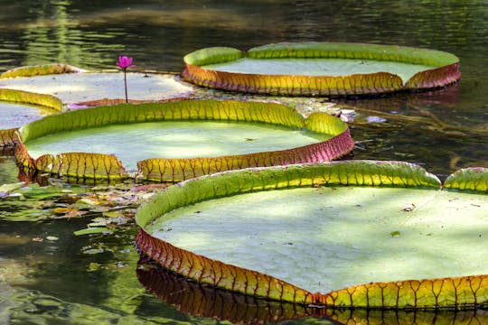 Tijuca Forest and Botanical Garden guided tour