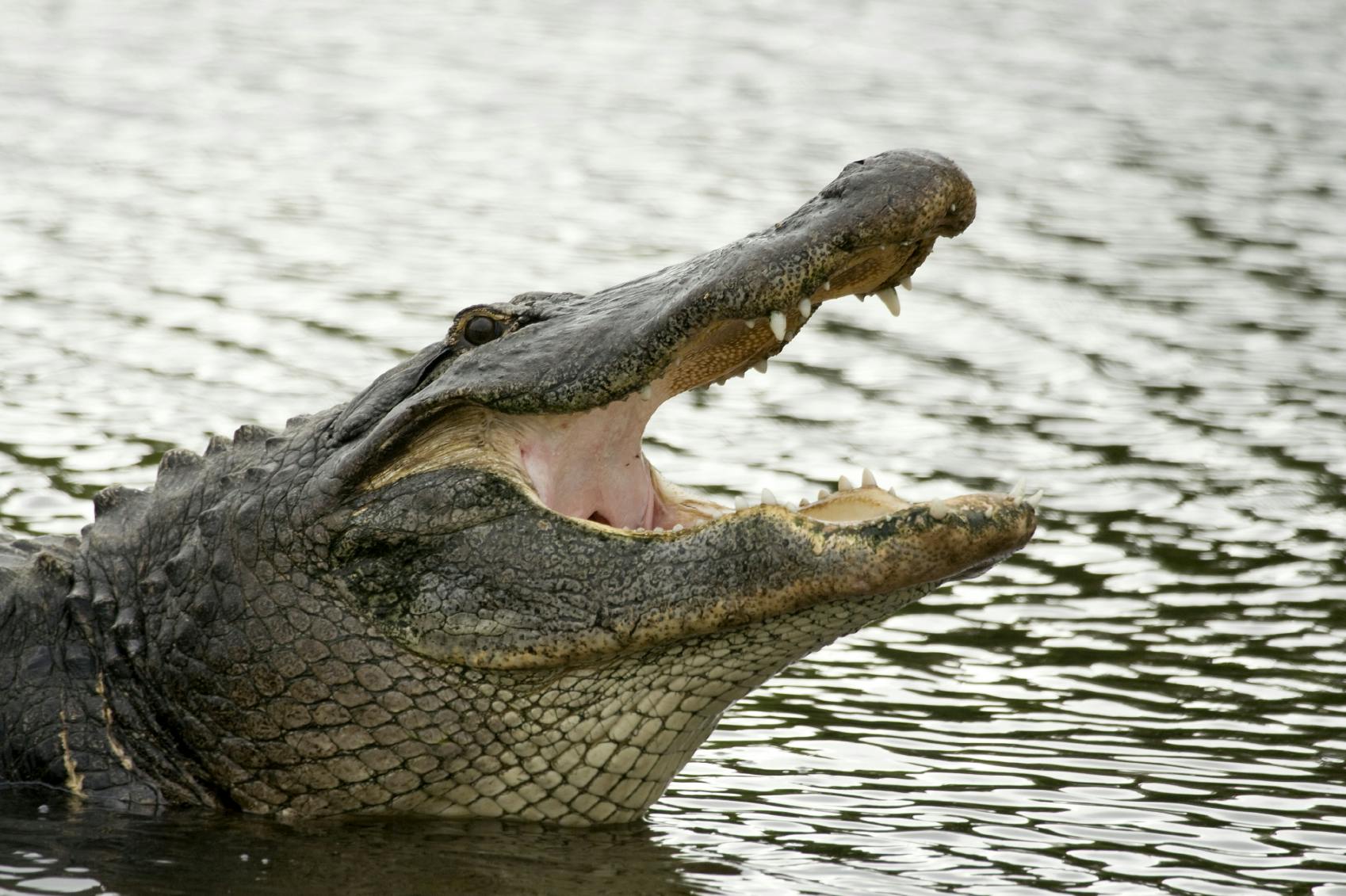Wild Florida Gator Park admission  Musement