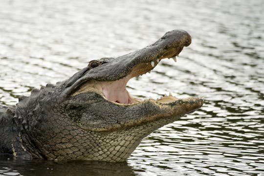 Florida Selvaggia: Accesso al Wildlife Park