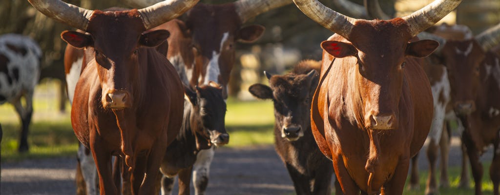 Self-drive Safari Park admission