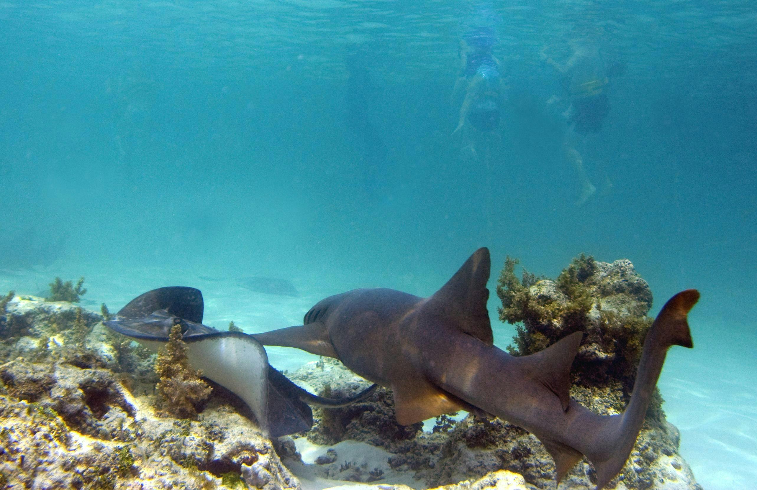 Punta Cana Snorkelling Tour