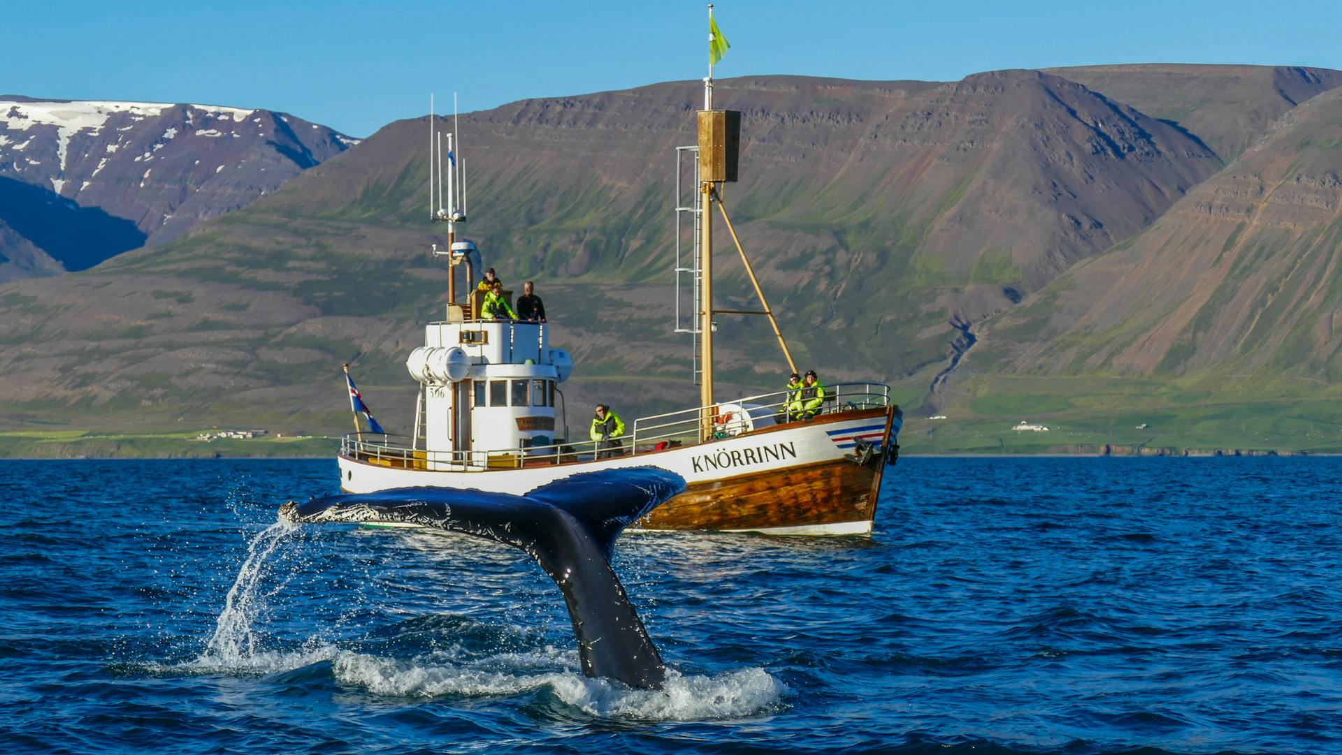 Whale watching tour in Árskógssandur
