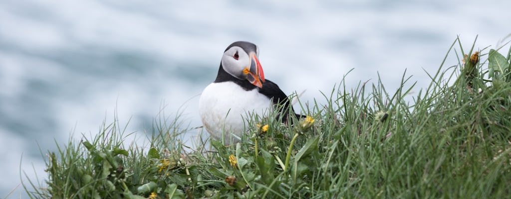 Puffin tour Iceland: Húsavík whale watching and puffins