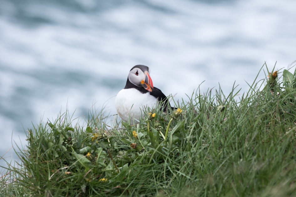 Must-sees in Húsavík