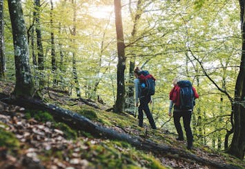 Meet the wildlife of Sweden in a safari tour