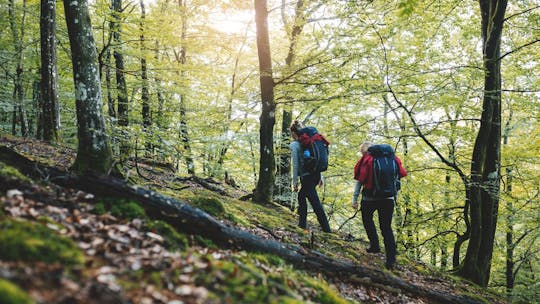 Meet the wildlife of Sweden in a safari tour