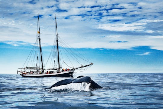 Tour original de avistamiento de ballenas y navegación en Húsavík