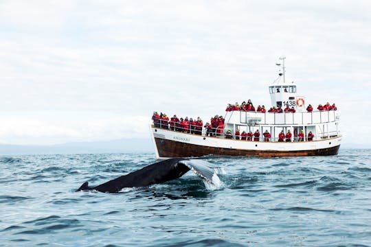 Observation écologique des baleines (visite neutre en carbone)