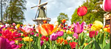 Keukenhof