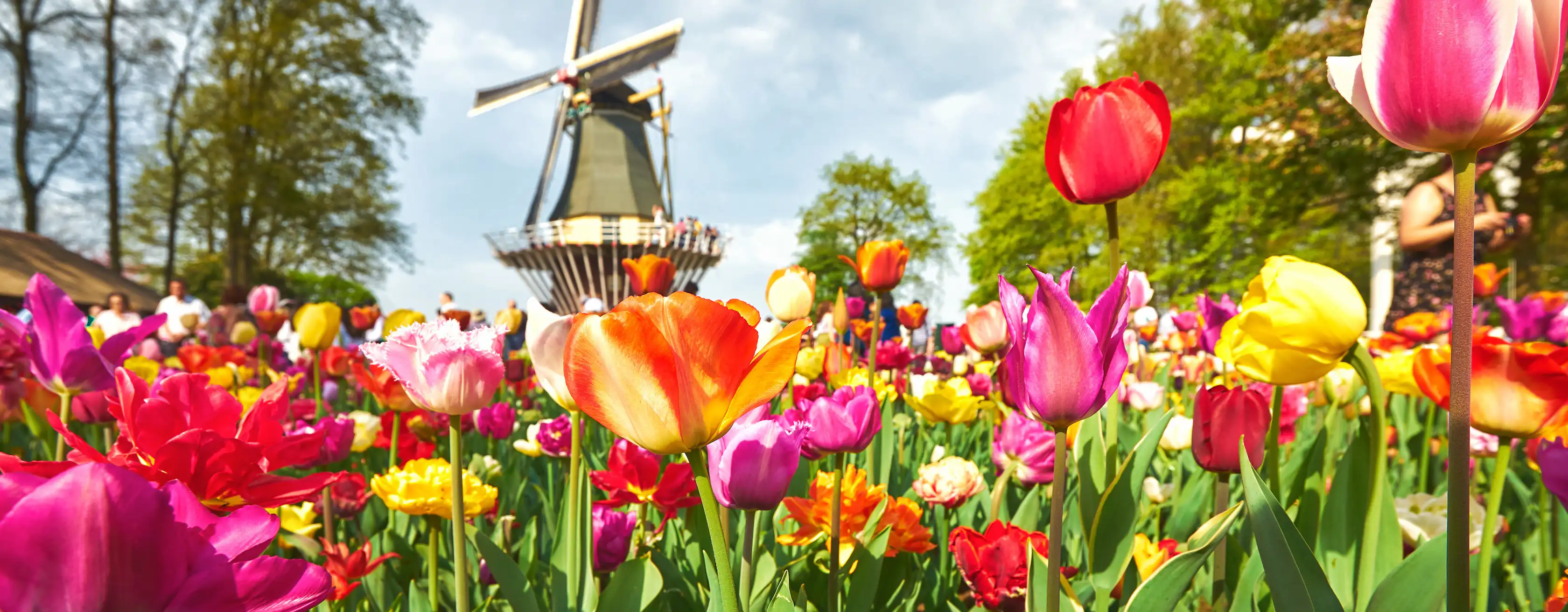 Bilhetes e tours para Keukenhof