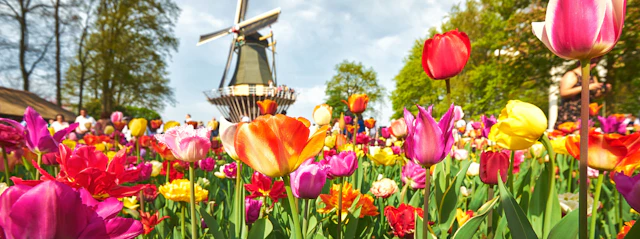 Keukenhof
