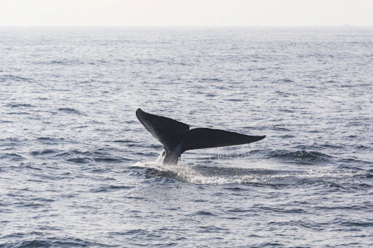 Mirissa Whale Watching Tour