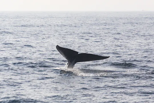 Mirissa Whale Watching Tour