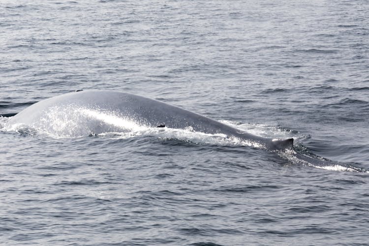 Mirissa Whale Watching Tour