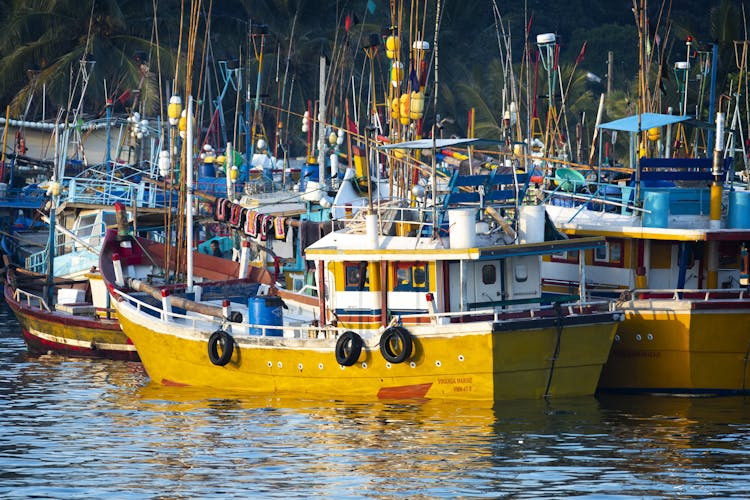 Mirissa Whale Watching Tour