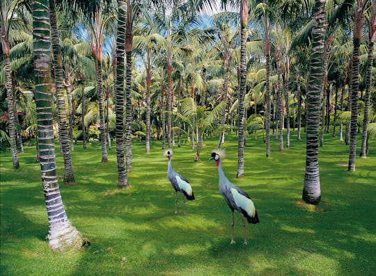 Entradas para o Loro Parque com almoço no Restaurante Brunelli's