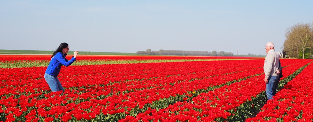 Holenderska wieś i pola tulipanów z Amsterdamu