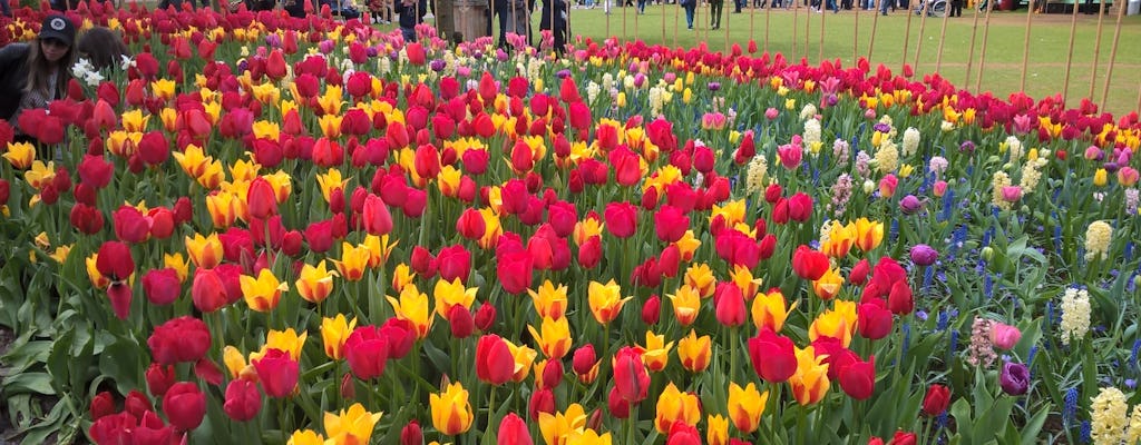 Excursão particular de dia inteiro a tulipas e moinhos de vento com ingressos pula fila da Keukenhof e almoço de panqueca