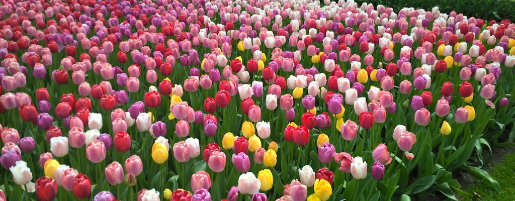 Visite en petit groupe des tulipes et des moulins à vent avec billet coupe-file pour Keukenhof