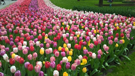 Tour per piccoli gruppi di tulipani e mulini a vento con biglietto salta fila per Keukenho