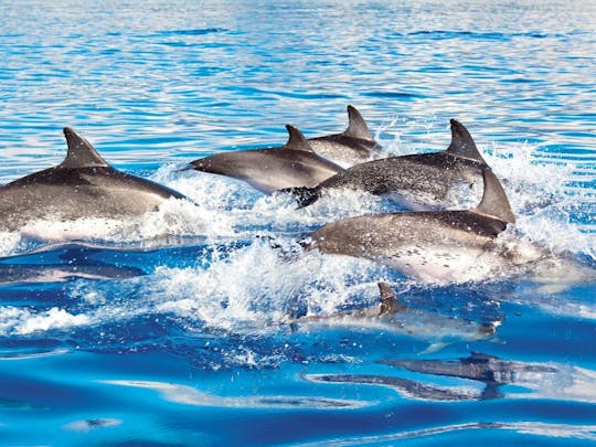Isla Mujeres Dolphin Swim Tour