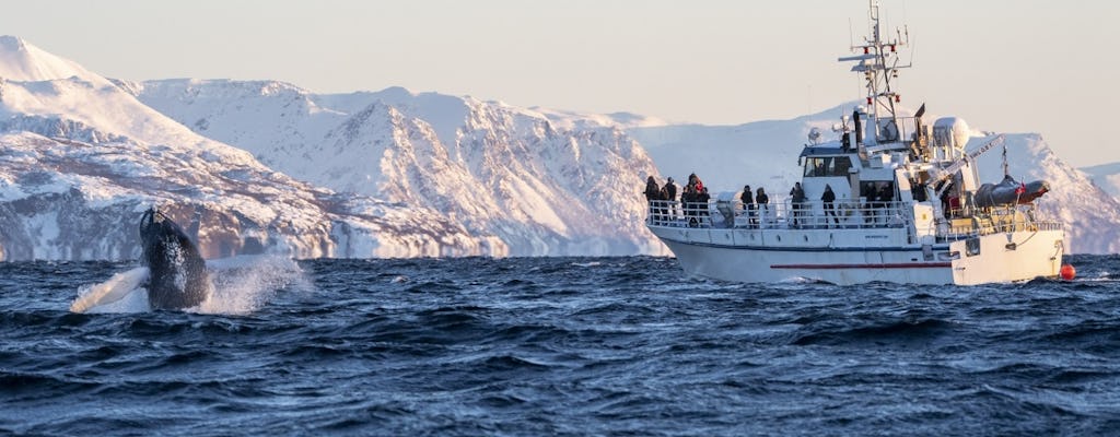 Goditi un safari con avvistamento di balene da Tromsø o Skjervøy