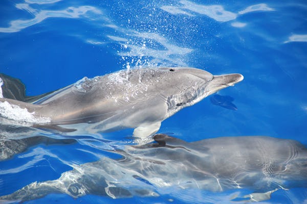 Wycieczka z delfinami z Madery
