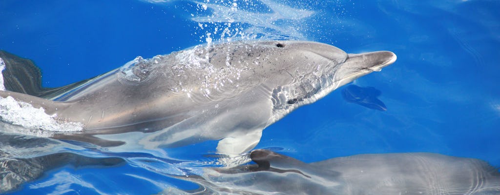 Dolphin-watching tour from Madeira