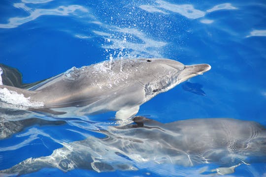 Tour de avistamiento de delfines desde Madeira