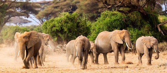Safari Serengeti de 3 jours au départ du Kilimandjaro