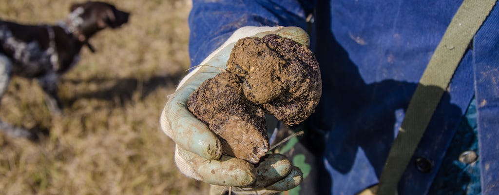 Experiência privada de caça de trufas em Siena