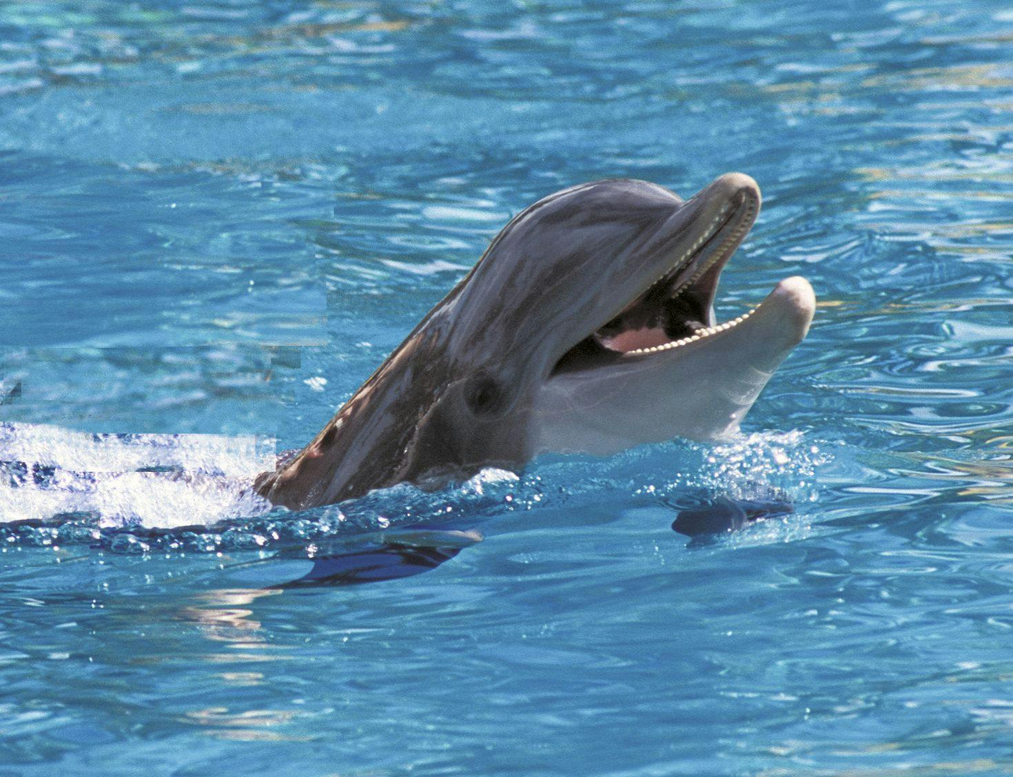 Wyjątkowa wycieczka do Dolphin Cove Montego Bay