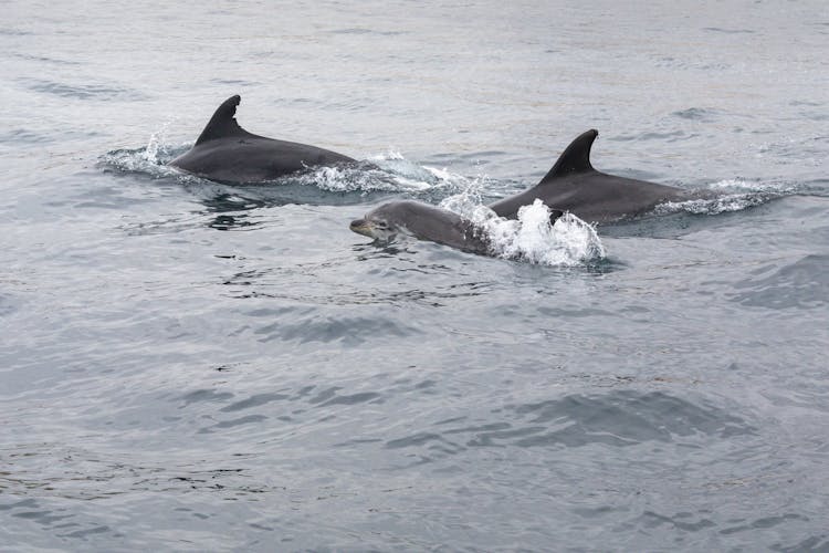 Dolphin Cove Montego Bay Tour