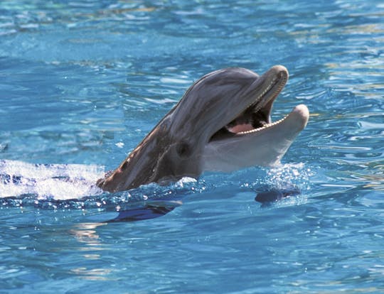 Exclusieve Dolphin Cove Montego Bay Tour