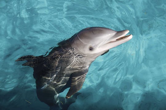 Ekskluzywna wycieczka do Dolphin Cove Ocho Rios
